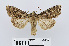 ( - RMNH.INS.544392)  @14 [ ] Unspecified (default): All Rights Reserved  Unspecified Unspecified