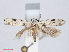  ( - RMNH.INS.544406)  @13 [ ] CreativeCommons - Attribution Non-Commercial Share-Alike (2014) Unspecified Naturalis, Biodiversity Centre