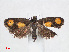  ( - RMNH.INS.544415)  @13 [ ] CreativeCommons - Attribution Non-Commercial Share-Alike (2012) Unspecified Naturalis, Biodiversity Centre