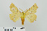  ( - RMNH.INS.544475)  @13 [ ] CreativeCommons - Attribution Non-Commercial Share-Alike (2014) Unspecified Naturalis, Biodiversity Centre