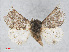  ( - RMNH.INS.544479)  @12 [ ] CreativeCommons - Attribution Non-Commercial Share-Alike (2014) Unspecified Naturalis, Biodiversity Centre