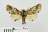  ( - RMNH.INS.544490)  @14 [ ] CreativeCommons - Attribution Non-Commercial Share-Alike (2014) Unspecified Naturalis, Biodiversity Centre
