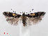  ( - RMNH.INS.538804)  @13 [ ] Unspecified (default): All Rights Reserved  Unspecified Unspecified