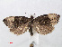  ( - RMNH.INS.540677)  @14 [ ] Unspecified (default): All Rights Reserved  Unspecified Unspecified