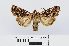  ( - RMNH.INS.540700)  @14 [ ] Unspecified (default): All Rights Reserved  Unspecified Unspecified