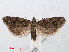  ( - RMNH.INS.540757)  @13 [ ] Unspecified (default): All Rights Reserved  Unspecified Unspecified