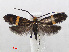  (Adela croesella - RMNH.INS.540930)  @15 [ ] Unspecified (default): All Rights Reserved  Unspecified Unspecified