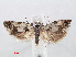  ( - RMNH.INS.540956)  @14 [ ] Unspecified (default): All Rights Reserved  Unspecified Unspecified
