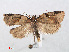  (Clepsis spectrana - RMNH.INS.540958)  @15 [ ] Unspecified (default): All Rights Reserved  Unspecified Unspecified