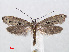  ( - RMNH.INS.540965)  @15 [ ] Unspecified (default): All Rights Reserved  Unspecified Unspecified