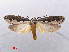  ( - RMNH.INS.541023)  @13 [ ] Unspecified (default): All Rights Reserved  Unspecified Unspecified