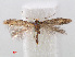  ( - RMNH.INS.544347)  @14 [ ] Unspecified (default): All Rights Reserved  Unspecified Unspecified