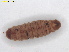  ( - RMNH.INS.31721)  @11 [ ] CreativeCommons  Attribution (by) (2022) Erik J. van Nieukerken-Naturalis Naturalis Biodiversity Center