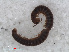  ( - RMNH.DIP.1680)  @11 [ ] CreativeCommons - Attribution Non-Commercial Share-Alike (2013) Unspecified Naturalis Biodiversity Center