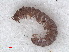  ( - RMNH.DIP.1681)  @11 [ ] CreativeCommons - Attribution Non-Commercial Share-Alike (2013) Unspecified Naturalis Biodiversity Center