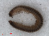  ( - RMNH.DIP.1710)  @11 [ ] CreativeCommons - Attribution Non-Commercial Share-Alike (2013) Unspecified Naturalis Biodiversity Center