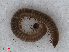 ( - RMNH.DIP.1711)  @11 [ ] CreativeCommons - Attribution Non-Commercial Share-Alike (2013) Unspecified Naturalis Biodiversity Center
