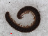  ( - RMNH.DIP.1744)  @11 [ ] CreativeCommons - Attribution Non-Commercial Share-Alike (2013) Unspecified Naturalis Biodiversity Center