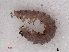  ( - RMNH.DIP.1757)  @11 [ ] CreativeCommons - Attribution Non-Commercial Share-Alike (2013) Unspecified Naturalis Biodiversity Center
