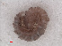  ( - RMNH.DIP.1759)  @11 [ ] CreativeCommons - Attribution Non-Commercial Share-Alike (2013) Unspecified Naturalis Biodiversity Center