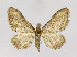  (Eupithecia valerianata - KBE 2019049)  @14 [ ] Creative Commons  Attribution Non-Commercial Share-Alike (2019) Kai Berggren NTNU University Museum, Department of Natural History