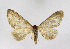  ( - KBE 2019051)  @13 [ ] Creative Commons  Attribution Non-Commercial Share-Alike (2019) Kai Berggren NTNU University Museum, Department of Natural History