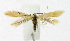  ( - KBE 2019124)  @11 [ ] Creative Commons  Attribution Non-Commercial Share-Alike (2019) Kai Berggren NTNU University Museum, Department of Natural History