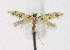  ( - KBE 2019160)  @11 [ ] Creative Commons  Attribution Non-Commercial Share-Alike (2019) Kai Berggren NTNU University Museum, Department of Natural History