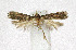  ( - KBE 2019194)  @11 [ ] Creative Commons  Attribution Non-Commercial Share-Alike (2019) Kai Berggren NTNU University Museum, Department of Natural History