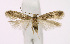  ( - KBE 2019198)  @11 [ ] Creative Commons  Attribution Non-Commercial Share-Alike (2019) Kai Berggren NTNU University Museum, Department of Natural History