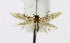  ( - KBE 2019285)  @11 [ ] Creative Commons  Attribution Non-Commercial Share-Alike (2019) Kai Berggren NTNU University Museum, Department of Natural History