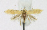  ( - KBE 2019301)  @11 [ ] Creative Commons  Attribution Non-Commercial Share-Alike (2019) Kai Berggren NTNU University Museum, Department of Natural History