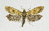  ( - KBE 2019372)  @11 [ ] Creative Commons  Attribution Non-Commercial Share-Alike (2019) Kai Berggren NTNU University Museum, Department of Natural History