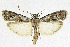  (Phycita asselbergsi - KBE 2019410)  @11 [ ] Creative Commons  Attribution Non-Commercial Share-Alike (2019) Kai Berggren NTNU University Museum, Department of Natural History