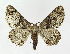 ( - KBE 2019469)  @15 [ ] Creative Commons  Attribution Non-Commercial Share-Alike (2019) Kai Berggren NTNU University Museum, Department of Natural History