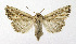  ( - KBE 2019472)  @14 [ ] Creative Commons  Attribution Non-Commercial Share-Alike (2019) Kai Berggren NTNU University Museum, Department of Natural History