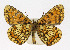  ( - KBE 2019495)  @14 [ ] Creative Commons  Attribution Non-Commercial Share-Alike (2019) Kai Berggren NTNU University Museum, Department of Natural History