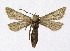  ( - KBE 2019522)  @11 [ ] Creative Commons  Attribution Non-Commercial Share-Alike (2019) Kai Berggren NTNU University Museum, Department of Natural History