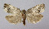  ( - KBE 2019544)  @13 [ ] Creative Commons  Attribution Non-Commercial Share-Alike (2019) Kai Berggren NTNU University Museum, Department of Natural History