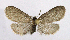  ( - KBE 2020067)  @11 [ ] CreativeCommons Attribution NonCommercial ShareAlike (2020) Kai Berggren NTNU University Museum, Department of Natural History