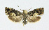  ( - KBE 2021051)  @11 [ ] Creative Commons  Attribution Non-Commercial Share-Alike (2021) Kai Berggren NTNU University Museum, Department of Natural History