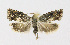  ( - KBE 2021052)  @11 [ ] Creative Commons  Attribution Non-Commercial Share-Alike (2021) Kai Berggren NTNU University Museum, Department of Natural History