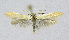  ( - KBE 2021057)  @11 [ ] Creative Commons  Attribution Non-Commercial Share-Alike (2021) Kai Berggren NTNU University Museum, Department of Natural History