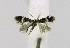  ( - KBE_2022044)  @11 [ ] Creative Commons  Attribution Non-Commercial Share-Alike (2023) Kai Berggren NTNU University Museum, Department of Natural History