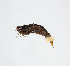  ( - KBE_2022064)  @11 [ ] Creative Commons  Attribution Non-Commercial Share-Alike (2023) Kai Berggren NTNU University Museum, Department of Natural History