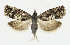  ( - KBE 2024014)  @11 [ ] Creative Commons  Attribution Non-Commercial Share-Alike (2024) Kai Berggren NTNU University Museum, Department of Natural History