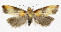  ( - KBE 2024056)  @11 [ ] Creative Commons  Attribution Non-Commercial Share-Alike (2024) Kai Berggren NTNU University Museum, Department of Natural History