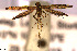  (Acrocercops andreneli - LepVM1142)  @11 [ ] Creative Commons  Attribution Non-Commercial Share-Alike (2023) NTNU University Museum, Department of Natural History NTNU University Museum, Department of Natural History