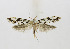  ( - NHMO Lep 2018011)  @11 [ ] Copyright (2019) Leif Aarvik University of Oslo, Natural History Museum