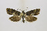  ( - NHMO 2018038)  @13 [ ] Copyright (2019) Leif Aarvik University of Oslo, Natural History Museum